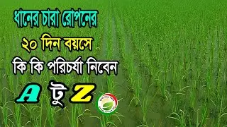 ধানের চারা রোপণের ২০ দিন পরে কি কি  পরিচর্যা করলে বৃদ্ধি করবে আপনার ধানের ফলন। ধান চাষ প্রদ্ধতি।