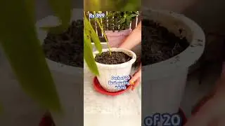 Honest review 😍Bottom base plate pot tray. #flipkart #shorts #youtubeshorts