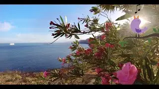 Summer Breeze Meditation 15 min || Relaxing Music For Meditation, Yoga, Relaxation, Positive Energy