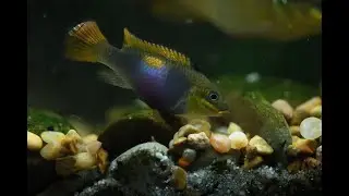 Let's make some spawning mops! My fishkeeping failures, Why don't I ever see my aquatic isopods?