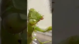 #insects #энтомолог #nature #микромир #cute #богомол #wildlife #насекомые