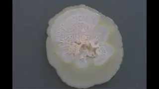 Mixed Colony