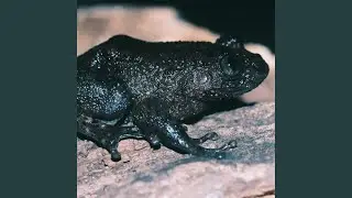 Frog Night