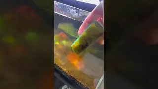 Cleaning the 5 Gallon 