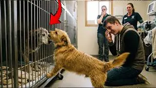 She Refused to Leave the Shelter&mdash;The Heartbreaking Truth About My Rescue Dog&rsquo;s Loyalty 🐾