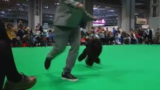 CRUFTS 2018 MINIATURE POODLES