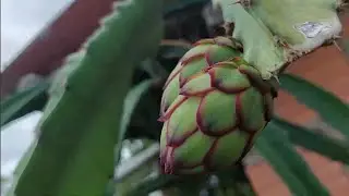 Pitaya plantada no Vaso será que Produz Bora Vé INSCREVA-SE NO CANAL DÉ O JOINHA