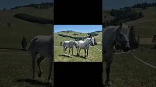 Festival Jestem #Kacwin #Relax #Mindfullness #polishmountains #horses #spreadlove #shorts #short