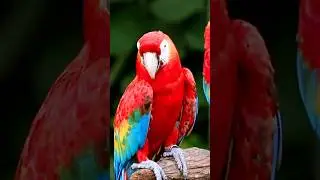Five Fact Friday: Amazing Parrot Facts 🦜 | Granny Norbag #ks1 #ks2 #primaryschool #grannynorbag