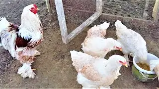 BRAHMA CHICKENS SALMON SPLASH