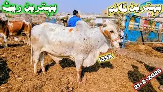 Ramzan Mein Rate Ka Bara Surprise 😳 | Cow Mandi Karachi Bhains Colony Aj Ka Live Scene 🔥