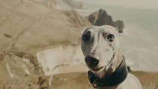 Walking Durdle Door With 3 Sighthounds | Jurassic Coast