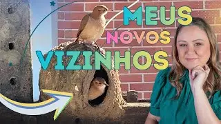 Jo&atilde;o-de-Barro | Jornalista registra passarinho construindo casinha, ao longo de um ano