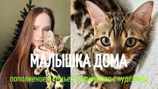 ПРАЗДНИЧНЫЕ ДНИ ЯНВАРЯ: наша бенгальская кошка, знакомство пуделей с крошкой и поездка в театр.