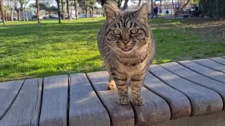 Very cute friendly street cats.