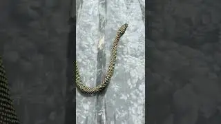 The gliding green snake is considered rare. This is the first time I've ever seen one. #EXOTICREA...