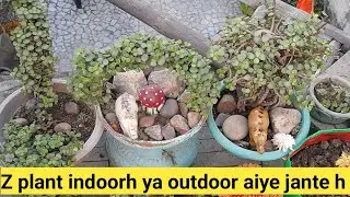 Z plant (cresulaovata )की संपूर्ण जानकारी यह एक इनडोर प्लांट है या आउटडोर जानते हैं इस वीडियो में
