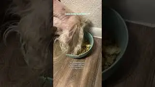 Quick and easy homemade dog food. #homemadedogfood #cockerspaniel