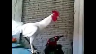 Laughing Rooster