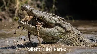 You Won't Believe the BRUTAL Hunting Tactics of Nile Crocodiles in African Rivers || Part 2