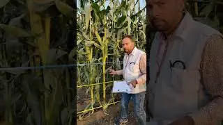 Sweet corn 🌽 Sugarman, Number 1 hybrid maize, Number 1 variety of maize, best and highest yielding