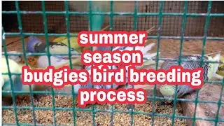 #Summer season #barges Bird bidding process#( pets Empire 2)
