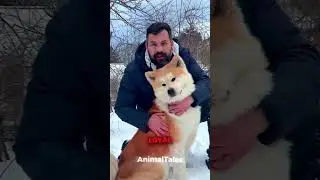 АКИТА-ИНУ &mdash; Пушистый самурай! 🐕🔥