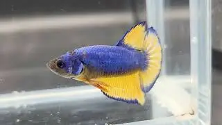 T369     Mustard Gas Marble 🥰Zuchttier