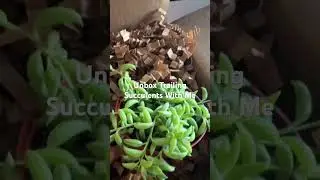Unboxing Trailing Succulents&hellip; You Need These!&rdquo;
