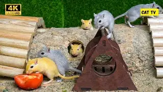 Cat TV Mouse:  Hide & Seek + Fast Chase (Cute Mice) 😺 | 3H 4K60FPS UHD