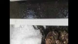 Danish Shellfish