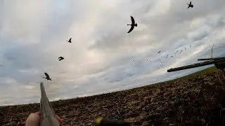 Goose Hunting NY 2020