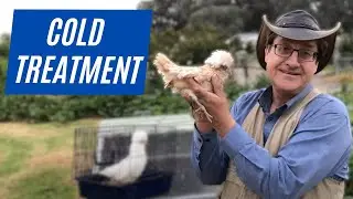 The BEST Way to Treat a Sick Chicken with a Cold