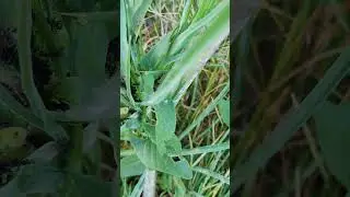 Что это за чёрные точки на растении? #insects #ants