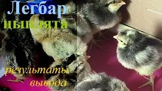 Цыплята породы Легбар. //Chickens breed Legbar.