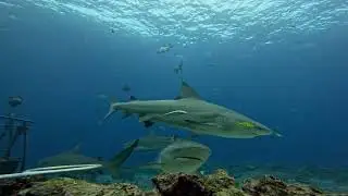 Shark dive in Kuata, Fiji