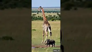 THE WARTHOG PREVENTED THE GIRAFFE FROM DRINKING WATER