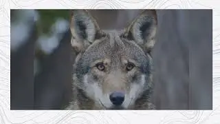 Wolf Safe Poor People Price Prediction 2022, 2025, 2030  WSPP Price Forecast  Cryptocurrency Price P