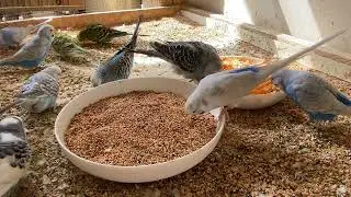2 Hour 27 Minute Budgies Sounds, Budgies Feeding Time Relax ASMR HD 1080P 60FPS