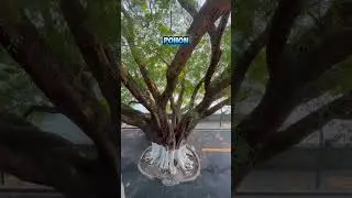 Viral sebuah pohon besar berada di tengah-tengah jalan raya