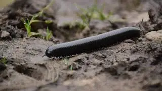 Millipede Walking