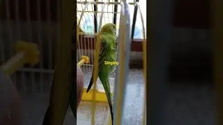 restless parrot now time for free #trendingshorts