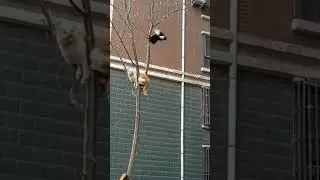 Cat vs Magpie