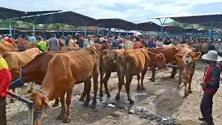 SAPI HAMIL ATAU SAPI BABON ANAK‼️UPDATE HARGA SAPI BABON/INDUKAN | PASAR SAPI GUYANGAN NGANJUK |
