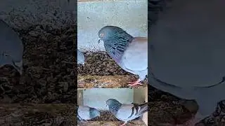 Это просто поразительно 👀 9 удачных кладок подряд!
