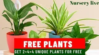 Nursery live||Get 2+4+4 plants combo for free|nursery live plants for free| 3000+ Rs plants for free