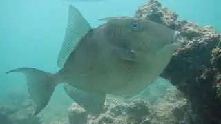 Balistes capriscus pez ballesta 2018 pez transecto, Gallega 01