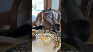 A couple adopted an orphaned baby monkey, and to their surprise, this little life&hellip;#story #animal