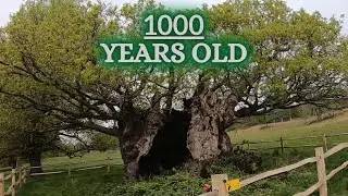 QUEEN ELIZABETH HOLLOW OAK TREE IN THE UK