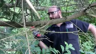Wood Ranger Mini Power Chainsaw in Action